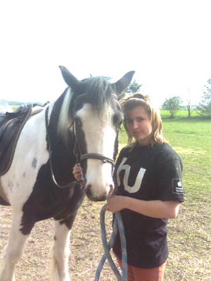 Irish Cob Isabelle billede 20