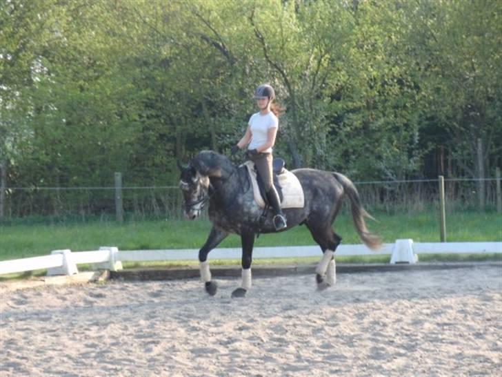 Trakehner Mont Blanc R.I.P. billede 3