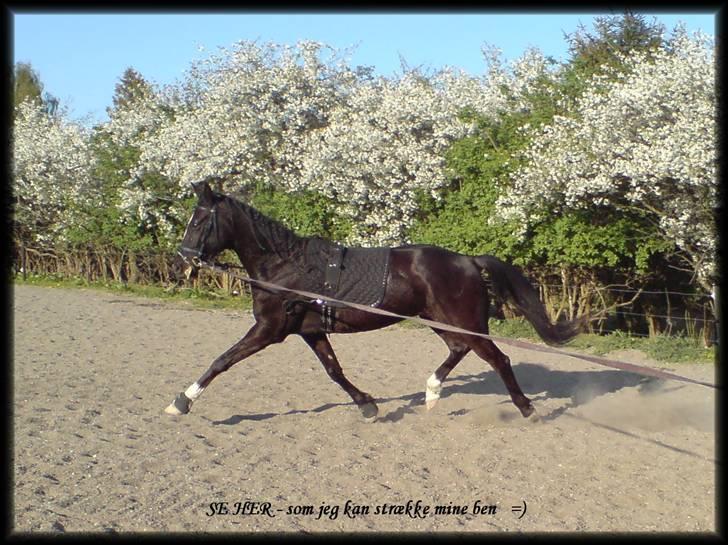 Anden særlig race Noir Rêver - 01.05.09 billede 12