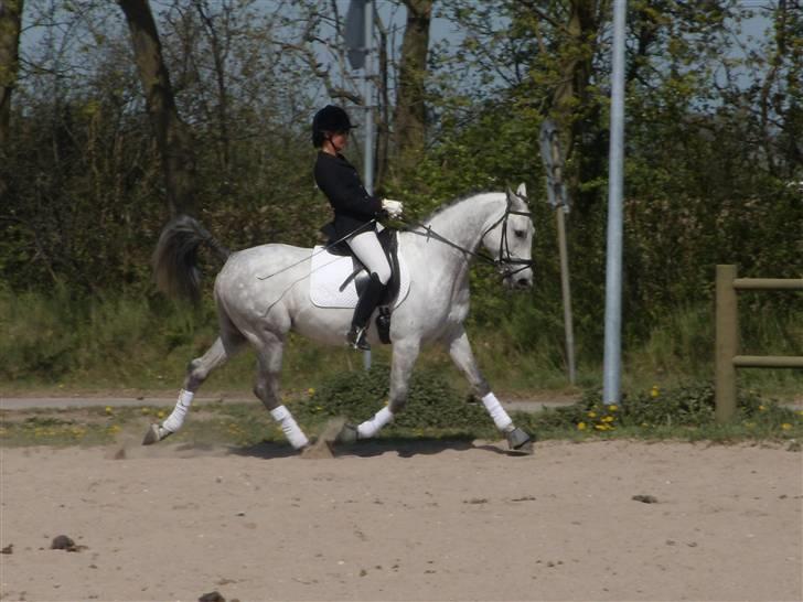 Shagya Araber (SH) Konjak d.b. Gazlan - iih, mester fotografen majse! (: perfekt billede! (: billede 17