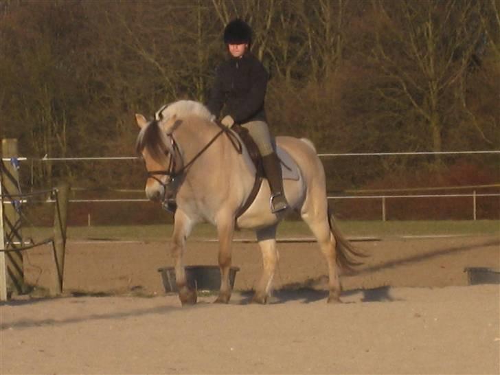 Fjordhest Bubber billede 10