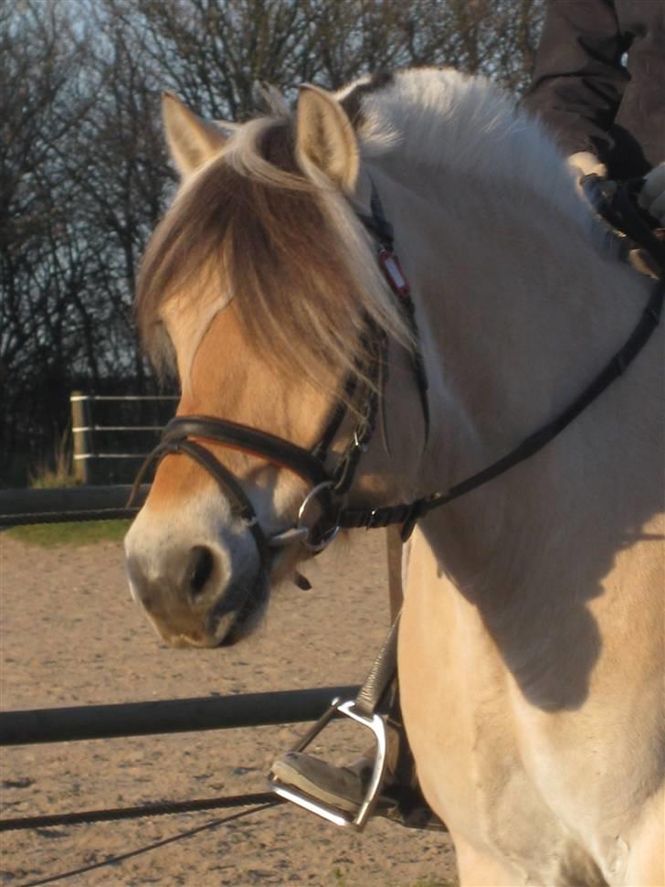 Fjordhest Bubber billede 11