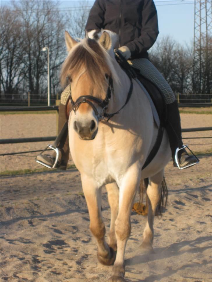 Fjordhest Bubber billede 12