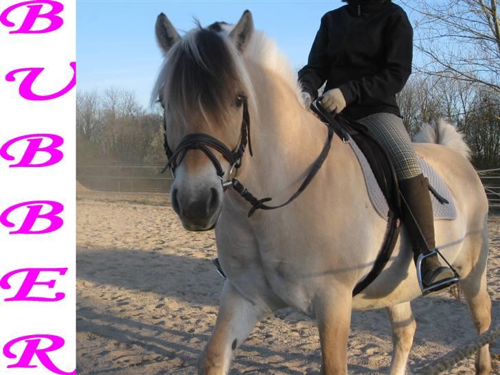 Fjordhest Bubber billede 13