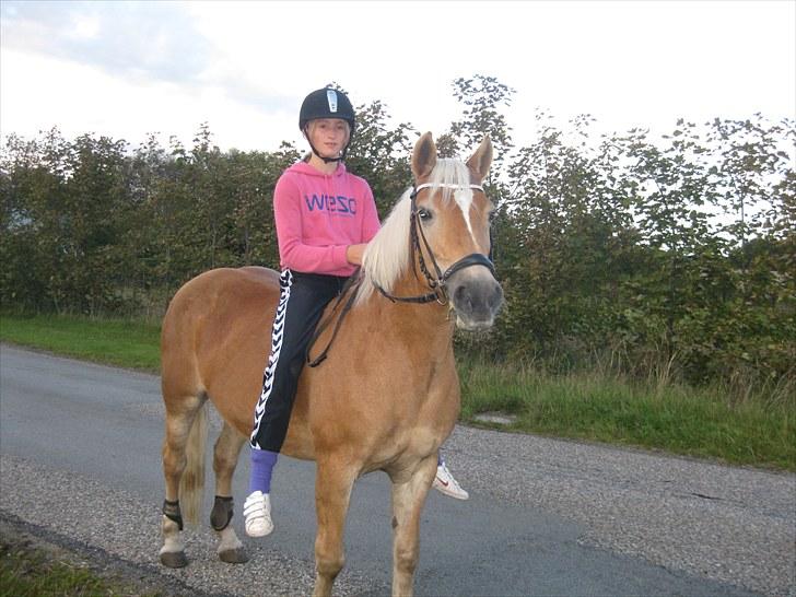 Tyroler Haflinger Elghusets Gipsy:-*' R.I.P - #1# Gipsy min bedste ven :i Dig vil jeg altid holde af, og altid huske. billede 1
