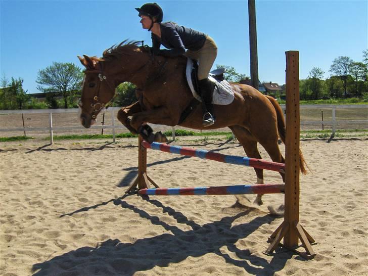 Dansk Varmblod Rosinante Edoma - Rosinante springer på Abildgården 1.5.2009 billede 19