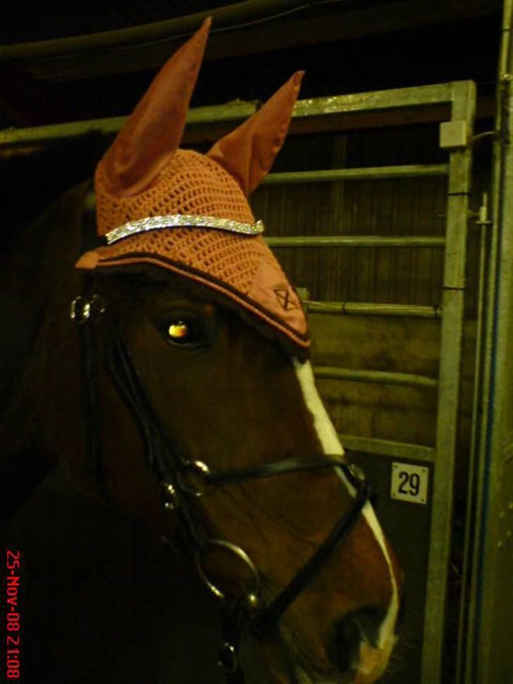 Dansk Varmblod Cavan<3 SOLGT  - Efter undervisning i gjern (: hun ser helt farlig ud med det øje :) hehe billede 9