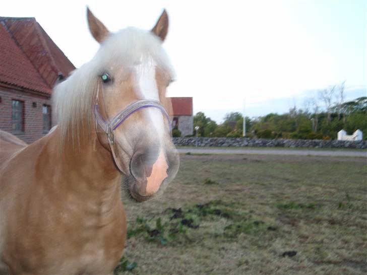 Haflinger Rubin !<3 billede 18