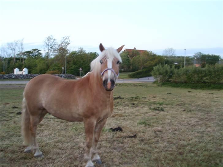 Haflinger Rubin !<3 billede 19