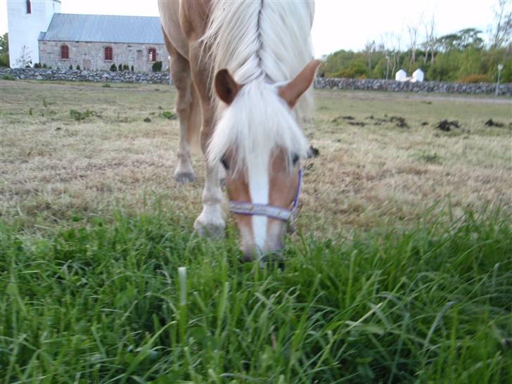 Haflinger Rubin !<3 billede 20