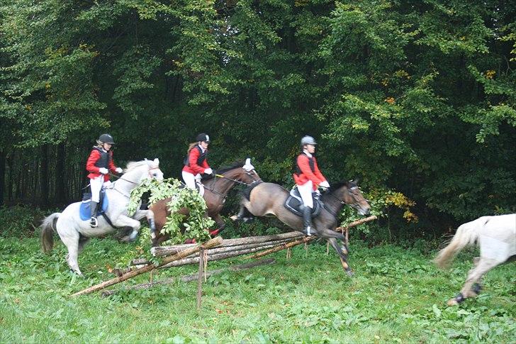 Anden særlig race Caroma´s Bill - Jagt  billede 13