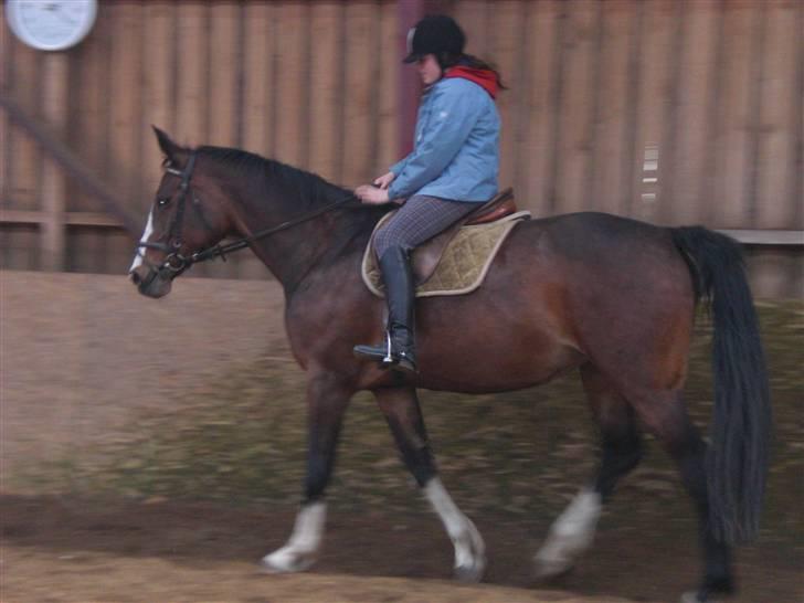 Dansk Varmblod Sandra - Skridt billede 2