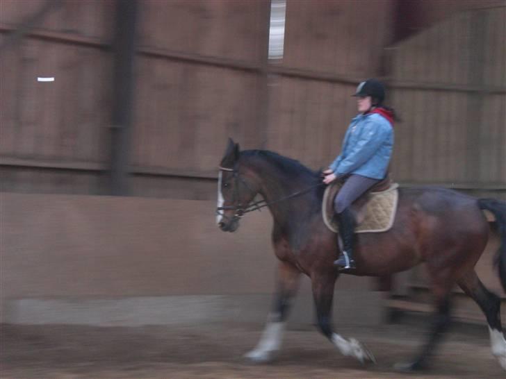 Dansk Varmblod Sandra - Trav billede 4