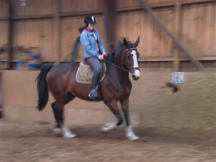 Dansk Varmblod Sandra - Galop billede 5