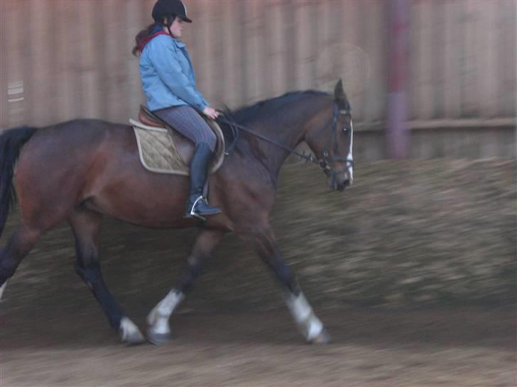 Dansk Varmblod Sandra - Trav billede 6