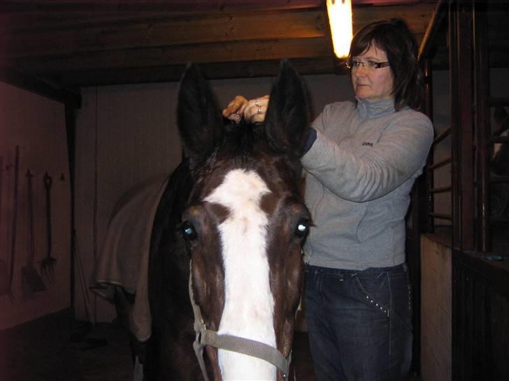 Dansk Varmblod Sandra - Sandra er ved at få lavet rosenknopper til hendes første stævne :D billede 8