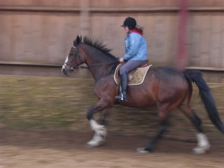 Dansk Varmblod Sandra - Galop billede 9