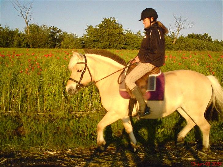Fjordhest Tulle Tøsen billede 17