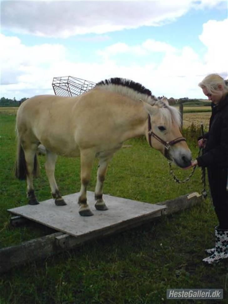 Fjordhest Tulle Tøsen - Tulle billede 1