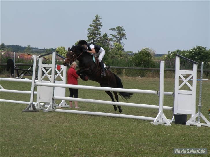Hollandsk Sportspony - Topgun (har redet) - LA i hodsager :) billede 1
