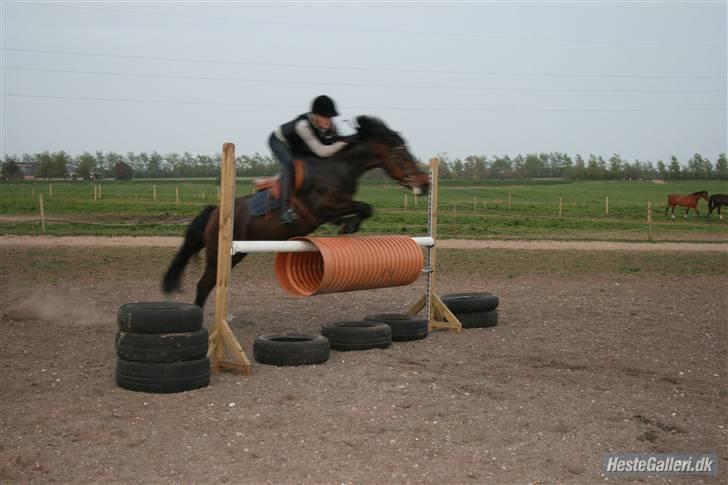 Hollandsk Sportspony - Topgun (har redet) - ude ved Liza Würtz.. en af de første gange jeg red topgun :) billede 8