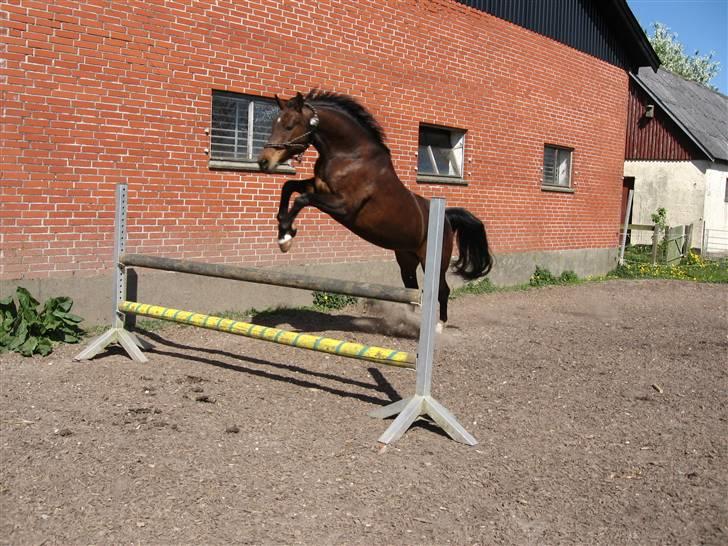 Westfaler Padua - 90cm. billede 15