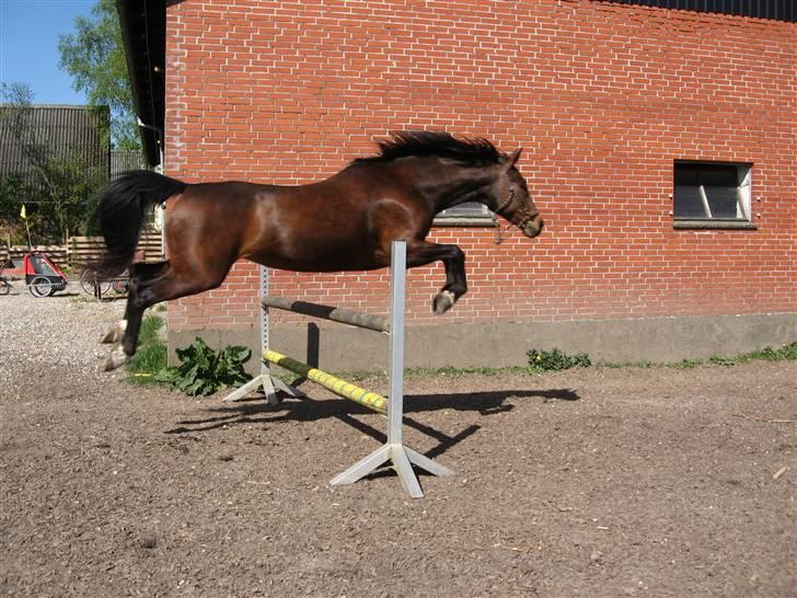 Westfaler Padua - Padua springer en meter uden besvær :) billede 18