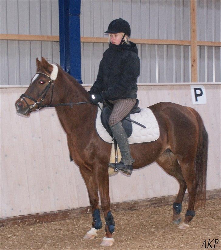 Anden særlig race Skovlundegårds Bambine -  Ponyen har fået øje på noget farligt :) billede 6