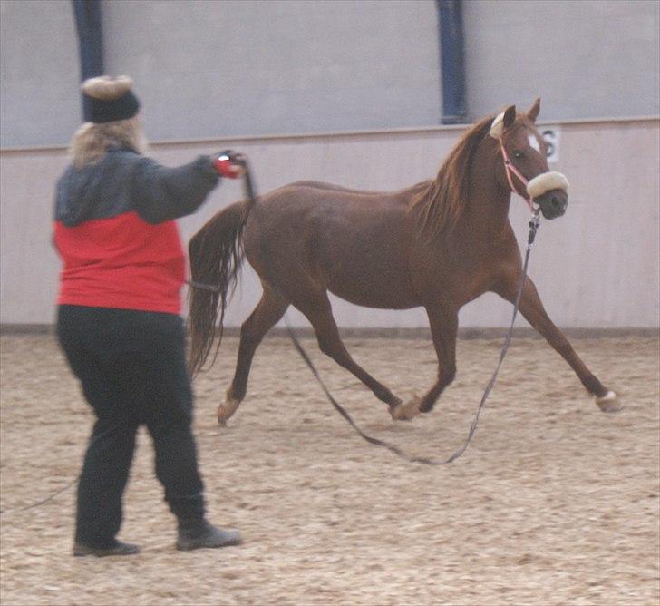 Anden særlig race Skovlundegårds Bambine - Dejlige Pony♥ billede 7