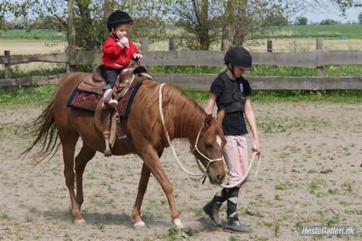 Anden særlig race Skovlundegårds Bambine - Mig der trækker Laura :) 

2009. billede 8