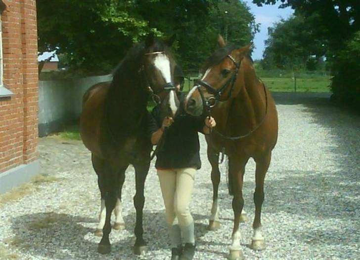 Anden særlig race Moonlight B- Pony billede 13