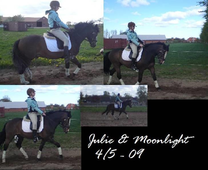 Anden særlig race Moonlight B- Pony billede 14