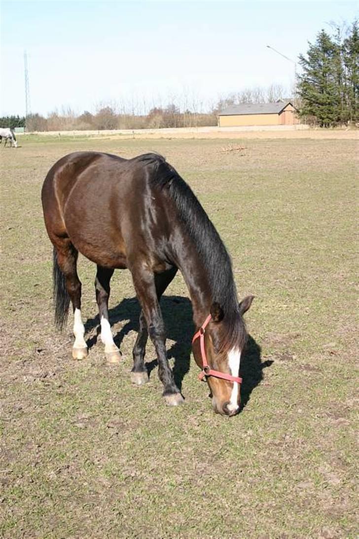 Anden særlig race Moonlight B- Pony billede 15