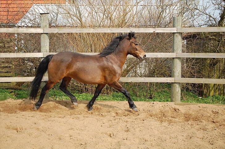 Anden særlig race Chili billede 16