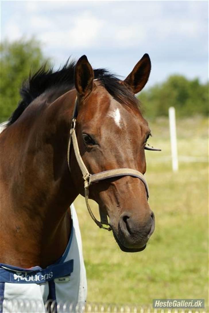 Dansk Varmblod Sawina - AFLIVET R.I.P.  - Hovedbillede billede 2