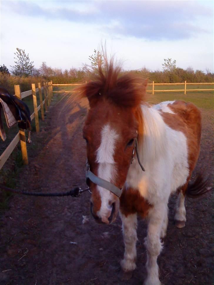 Anden særlig race Laban billede 15