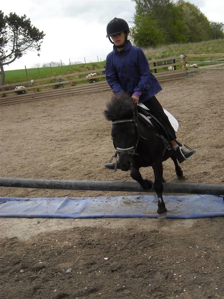 Shetlænder Eges Filur (Anton)  billede 15