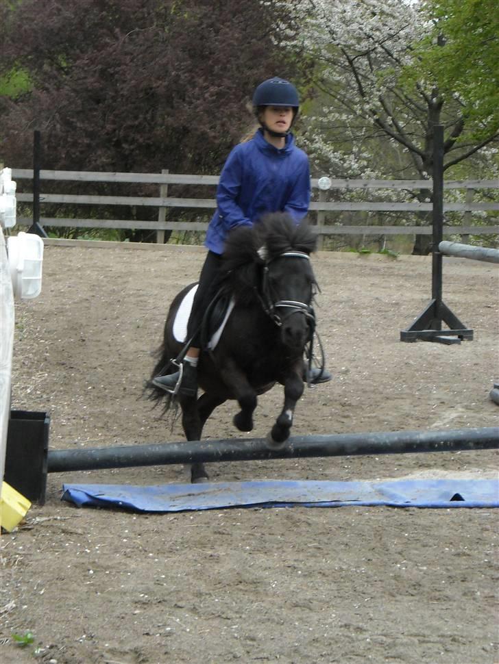 Shetlænder Eges Filur (Anton)  billede 16