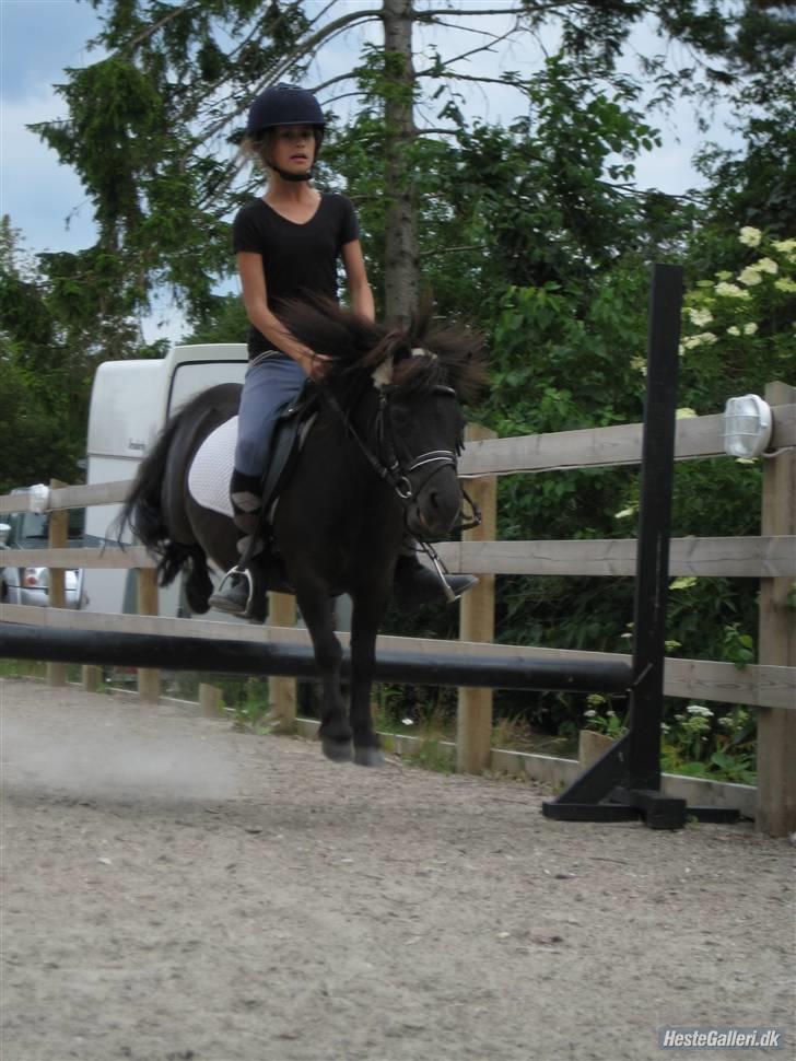 Shetlænder Peanut  - 50 cm i e flyvende hop. billede 18