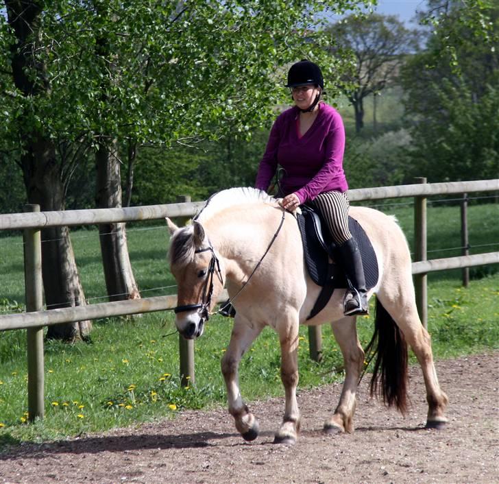 Fjordhest Ingegårds Emma - Skridt første gang ridning med sadel billede 14