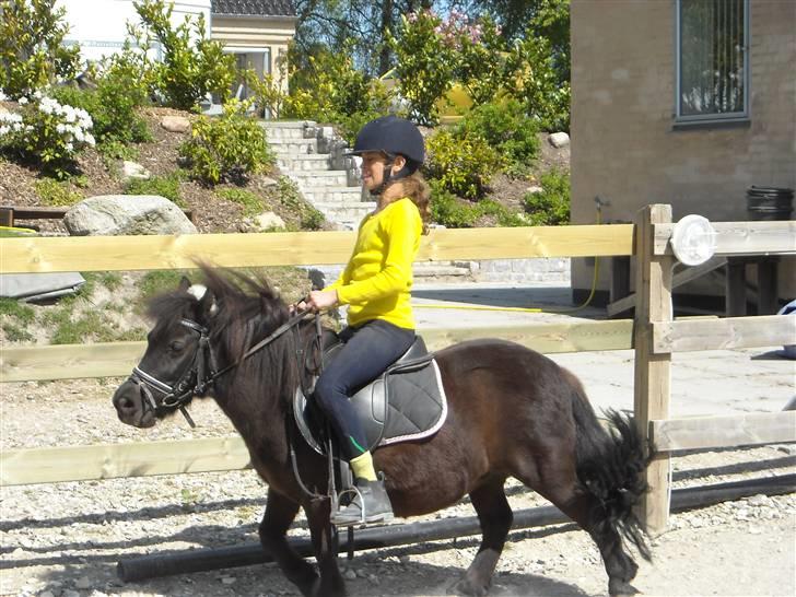 Shetlænder Peanut  billede 19