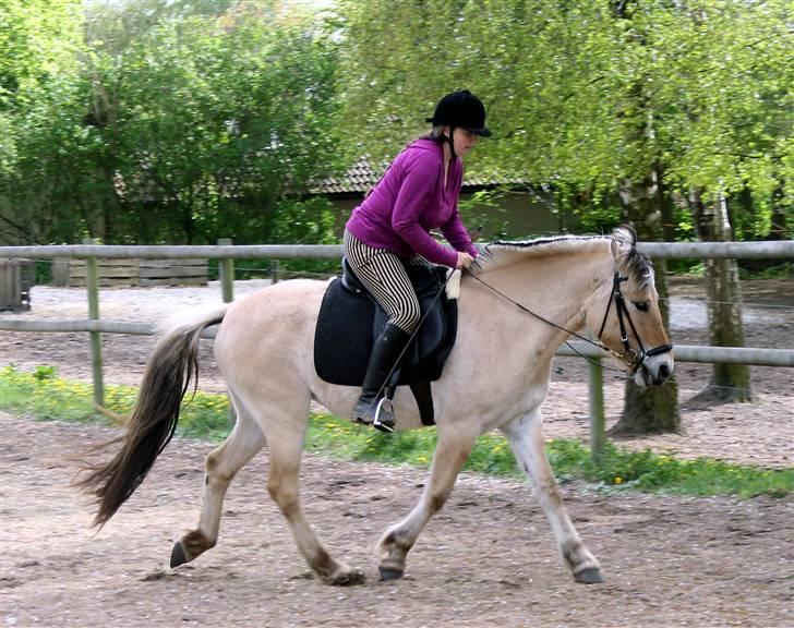 Fjordhest Ingegårds Emma - Første trav med rytter billede 15