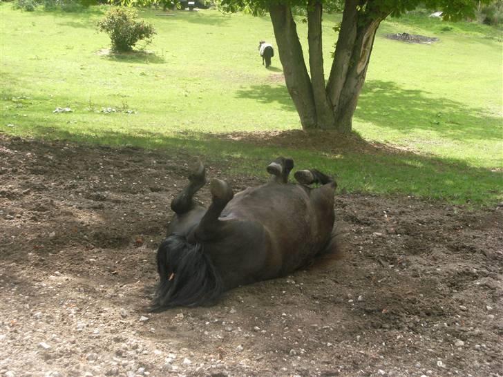 Shetlænder Peanut  - rulletur! billede 20