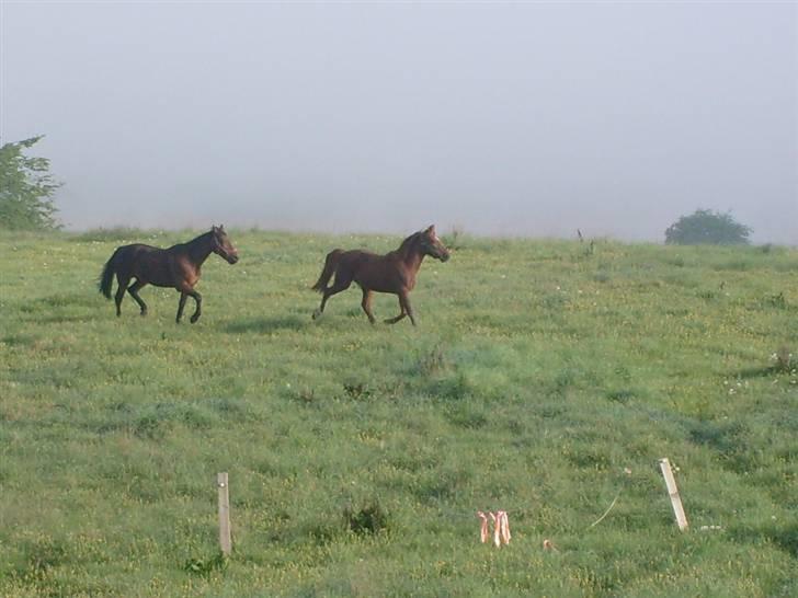 Traver Annabell billede 4