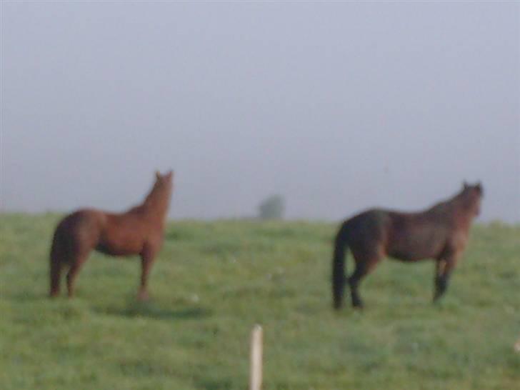 Traver Annabell billede 5