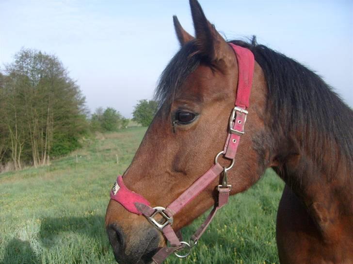 Traver Annabell billede 6