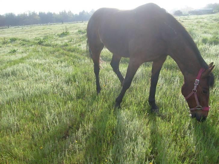 Traver Annabell billede 7