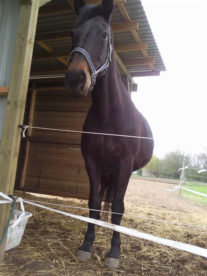 Oldenborg Beatrix SOLGT billede 5