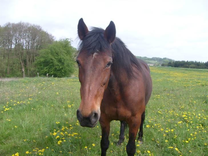 Traver Annabell billede 8