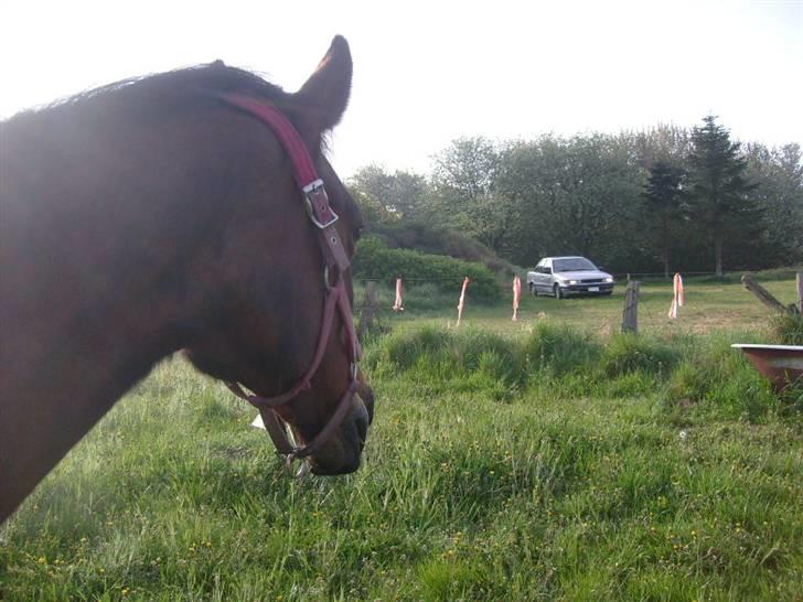 Traver Annabell billede 9